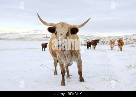 Eine Texas Longhorn Rinderherde nähert sich Zuschauer in einer verschneiten Weide im Westen der Vereinigten Staaten Stockfoto