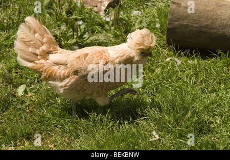 Ein Crested polnischen Huhn auf der Festung Louisbourg in Neuschottland. Stockfoto