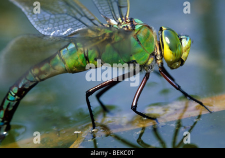 Frau Kaiser Libelle / blaue Kaiser (Anax Imperator) Eiablage im Wasser des Teiches Stockfoto