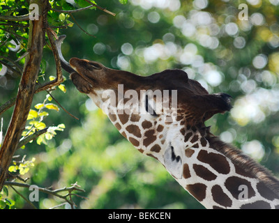 Eine junge Giraffe mit seiner Zunge erreichen lässt. Stockfoto