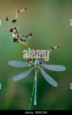 Emerald Damselfly (Lestes Sponsa) bedeckt im Tau, Belgien Stockfoto