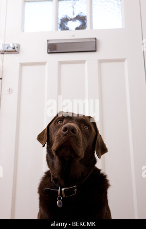 Ein brauner Labrador Hund wartet mit einer Haustür Stockfoto