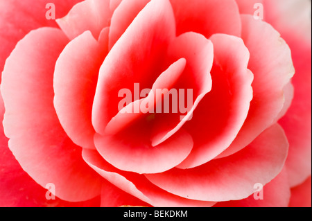 Makroaufnahme einer Blume Begonie. Stockfoto