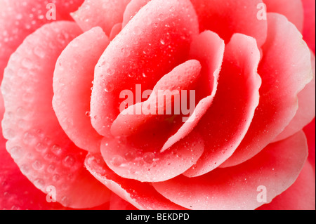 Makroaufnahme einer Blume mit Tropfen Regen. Stockfoto