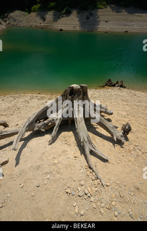 Baumstumpf am Ufer des Lokvarsko Jezero See in der Nähe von Lokve, Gorski Kotar, Kroatien, Europa Stockfoto