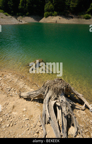 Baumstumpf am Ufer des Lokvarsko Jezero See in der Nähe von Lokve, Gorski Kotar, Kroatien, Europa Stockfoto