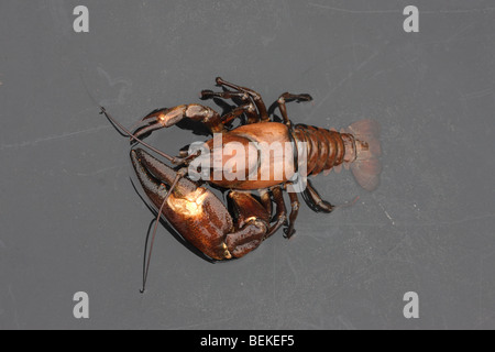 Signal-Krebse, Pacifastacus Leniusculus, Midlands, Oktober 2009 Stockfoto