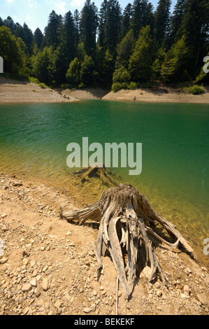 Baumstümpfe am Ufer des Lokvarsko Jezero See in der Nähe von Lokve, Gorski Kotar, Kroatien, Europa Stockfoto