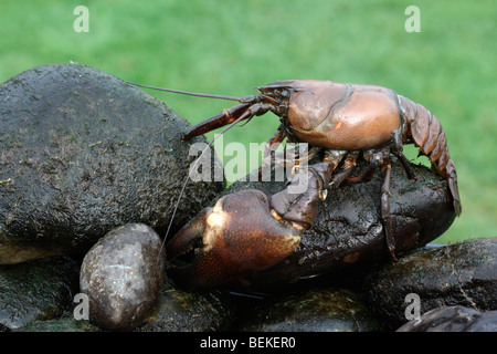 Signal-Krebse, Pacifastacus Leniusculus, Midlands, Oktober 2009 Stockfoto