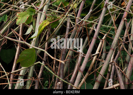 Japanischer Staudenknöterich (Polygonium Cuspidatum) Nahaufnahme reifer Stiele Stockfoto