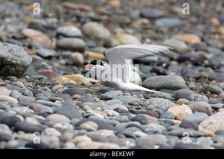 Seeschwalbe (Sterna Hirundo) Landung auf Kiesstrand Stockfoto