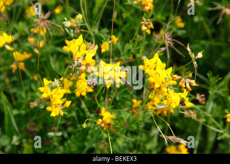 Birdsfoot Kleeblatt (Lotus Corniculatus) Nahaufnahme Blume Stockfoto