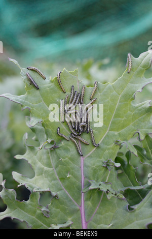 Großer weißer Schmetterling (Pieris Brassicae) Raupen auf Grünkohl-Blatt Stockfoto