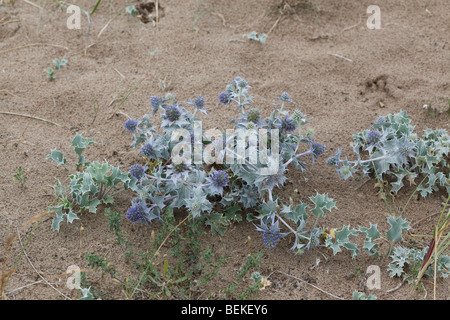 Meer-Holly (Eryngium Maritimum) Pflanzen blühen auf Dünen Stockfoto