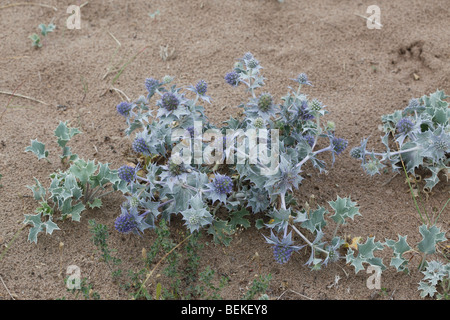 Meer-Holly (Eryngium Maritimum) Großaufnahme von Blütenpflanzen Stockfoto