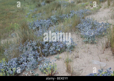 Meer-Holly (Eryngium Maritimum) Pflanzen blühen in Dünen Stockfoto