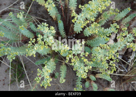 Meer-Wolfsmilch (Euphorbia Paralias) Nahaufnahme von Blumen Stockfoto