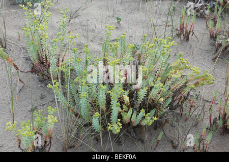 Meer Wolfsmilch (Euphorbia Paralias) Pflanze blüht in Dünen Stockfoto