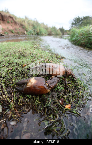 Signal-Krebse, Pacifastacus Leniusculus, Midlands, Oktober 2009 Stockfoto