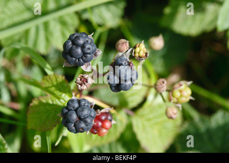 Kratzbeere (Rubus Ceasius) Großaufnahme von reifen Früchten Stockfoto