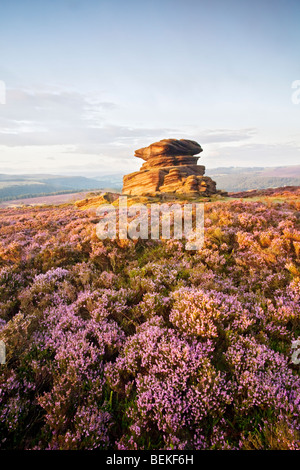 Mutter Kappe umgeben von Summer Heather hochkant Mühlstein am Owler Tor über Heathersage im Peak District National Park. Stockfoto