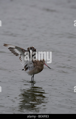 Schwarz-angebundene Uferschnepfe (Limosa Limosa) weibliche mit offenen Flügeln Stockfoto