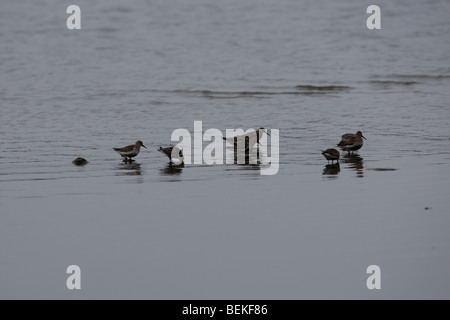 Alpenstrandläufer (Calidris Alpina) kleine Herde Fütterung auf mudbank Stockfoto