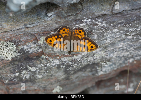 Wand braun Schmetterling (Lasiommata Megera) im Ruhezustand auf Steinmauer Stockfoto