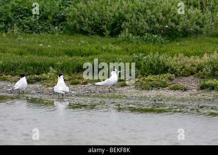 Brandseeschwalbe (Sterna Sandvicensis) auf Boden mit Fisch Stockfoto