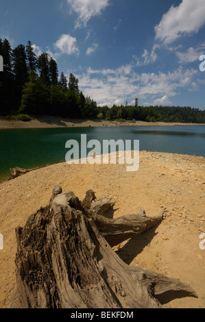 Baumstümpfe am Ufer des Lokvarsko Jezero See in der Nähe von Lokve, Gorski Kotar, Kroatien, Europa Stockfoto