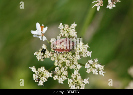 Schlehen-Fehler (Dolycoris Baccarum) im Ruhezustand auf Blume Stockfoto