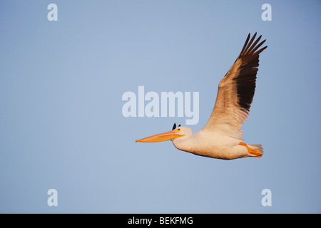 American White Pelikan (Pelecanus Erythrorhynchos), Erwachsene im Flug, Sinton, Fronleichnam, Coastal Bend, Texas, USA Stockfoto