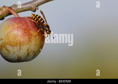 Mittlere Wespe (Dolichovespula Media) Fütterung Onr greengage Stockfoto