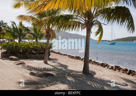 Palmen schmücken die Strand im Bitter End Yacht Club Stockfoto