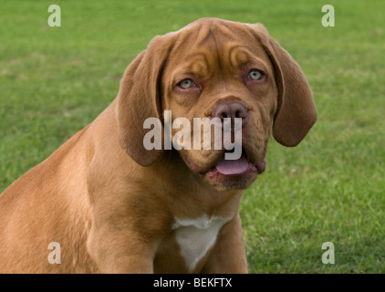 Dogge de Bordeaux - Bordeauxdogge Stockfoto