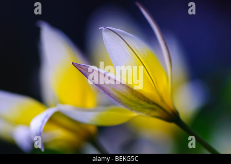 Sterne Tulip - Tulipa turkestanica Stockfoto