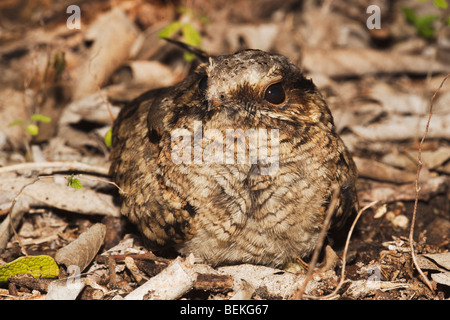 Gemeinsamen rastet (Nyctidromus Albicollis), Erwachsene auf Nest, Sinton, Fronleichnam, Coastal Bend, Texas, USA Stockfoto