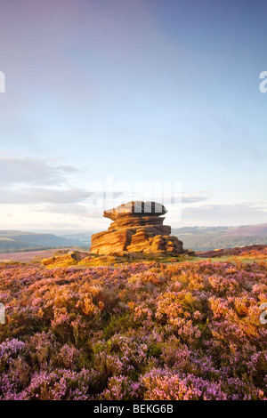 Mutter Kappe umgeben von Summer Heather hochkant Mühlstein am Owler Tor über Heathersage im Peak District National Park. Stockfoto