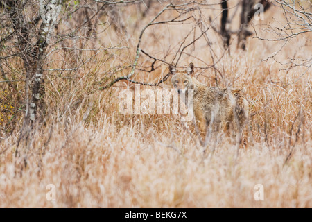 Kojote (Canis Latrans), Erwachsene getarnt, Sinton, Fronleichnam, Coastal Bend, Texas, USA Stockfoto