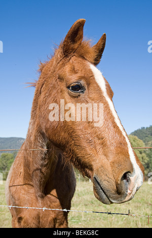 Close Up Shot ein nettes Pferd gegen blauen Himmel Stockfoto