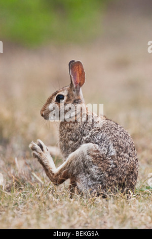 Östlichen Cottontail (Sylvilagus Floridanus), Erwachsene pflegen, Sinton, Fronleichnam, Coastal Bend, Texas, USA Stockfoto