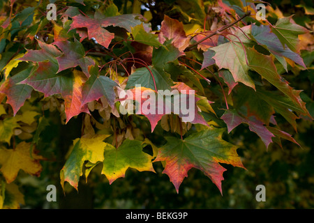 Blätter im Herbst von der Platane Stockfoto