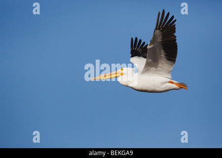 American White Pelikan (Pelecanus Erythrorhynchos), Erwachsene im Flug, Sinton, Fronleichnam, Coastal Bend, Texas, USA Stockfoto