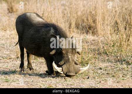 Erwachsene männliche Warzenschwein (Phacochoerus Africanus) Fütterung auf dem Rasen. Stockfoto