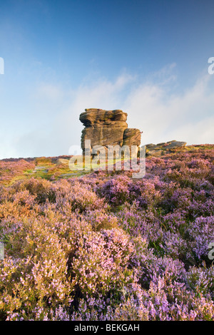 Mutter Kappe umgeben von Summer Heather hochkant Mühlstein am Owler Tor über Heathersage im Peak District National Park. Stockfoto