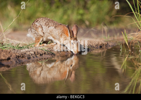 Östlichen Cottontail (Sylvilagus Floridanus), Erwachsene, trinken, Sinton, Fronleichnam, Coastal Bend, Texas, USA Stockfoto