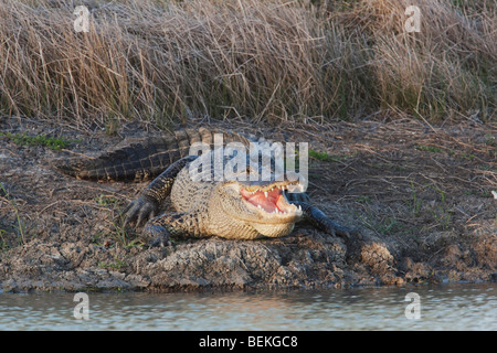Amerikanischer Alligator (Alligator Mississipiensis), Mund öffnen, Sinton, Fronleichnam, Coastal Bend, Texas, USA Stockfoto