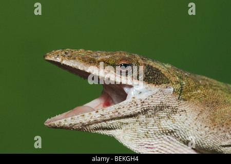 Grüne Anole (Anolis Carolinensis), Kopf, Sinton, Fronleichnam, Coastal Bend, Texas, USA Stockfoto