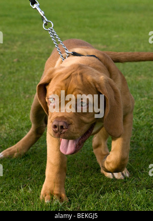 Gucci der Bordeauxdogge de Bordeaux Dogge Welpe. Stockfoto