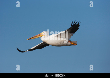 American White Pelikan (Pelecanus Erythrorhynchos), Erwachsene im Flug, Sinton, Fronleichnam, Coastal Bend, Texas, USA Stockfoto